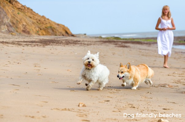 Dog Friendly Beaches - Isle of Wight